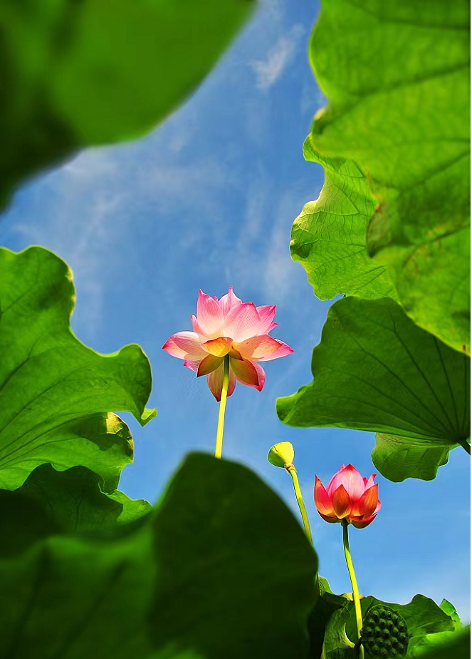 小暑今天拍了拍你！高溫“蒸煮”下，養(yǎng)生需要過4關(guān)→